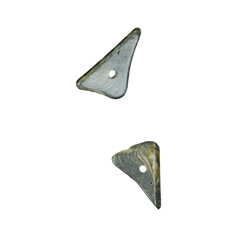 BPRT - SHELL BEAD - PAUA TRIANGLE RIM - 8MM (48PCS) - OCEAN SHELL STUDIOS