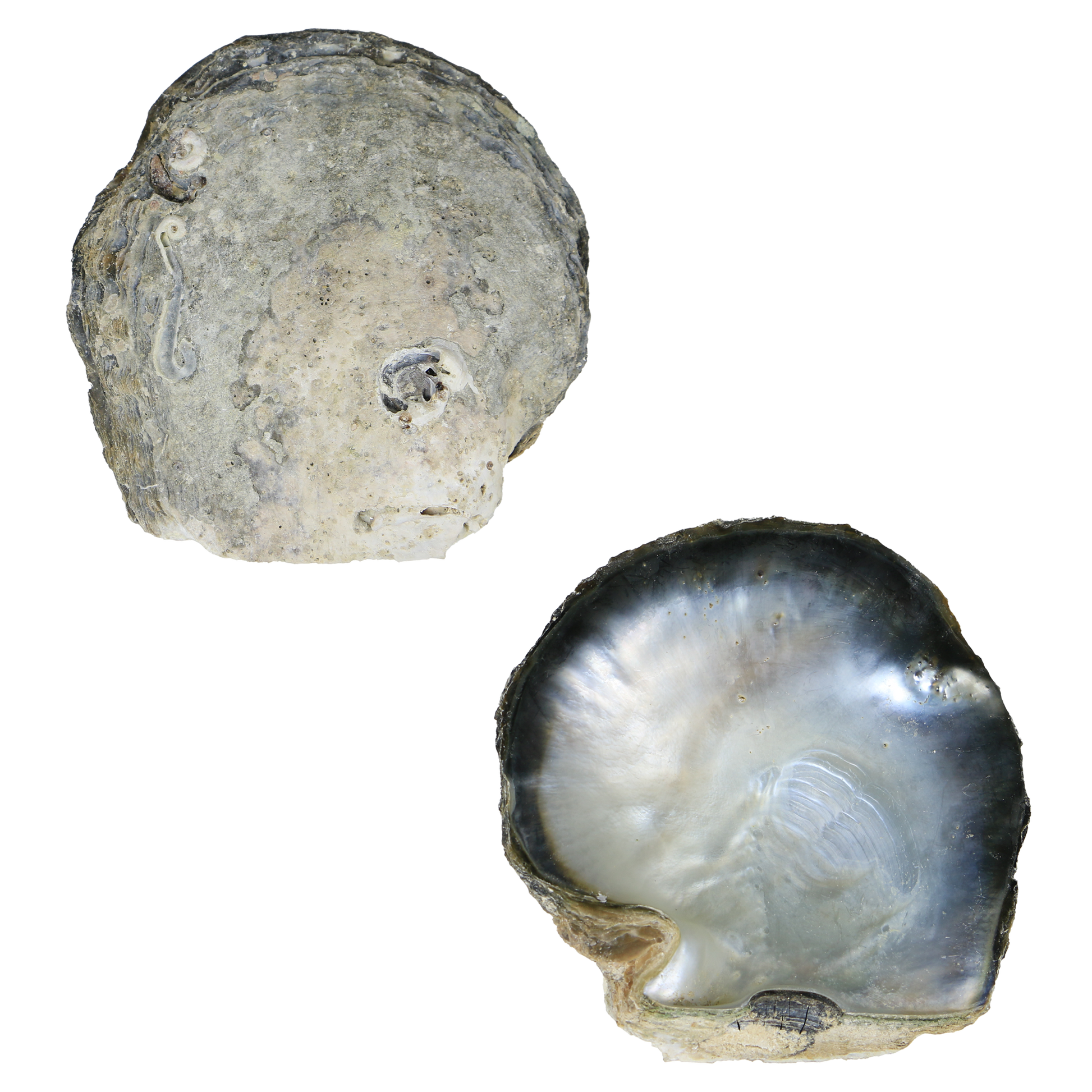 Black_MOP_B_grade - B BLACK MOTHER OF PEARL - ORGANIC NATURAL - OCEAN SHELL STUDIOS