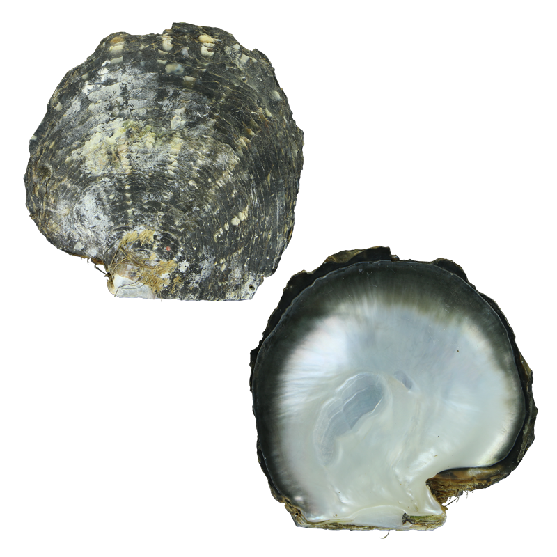 EBSPC200-A - A BLACK MOTHER OF PEARL - ORGANIC NATURAL - OCEAN SHELL STUDIOS