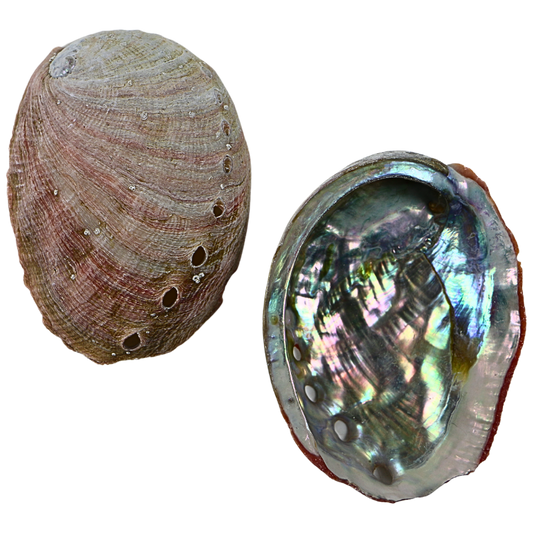 ECC - PINK ABALONE - FARMED - ORGANIC NATURAL - OCEAN SHELL STUDIOS