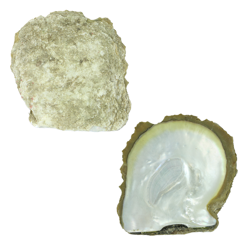 EGTC-A - A WHITE MOTHER OF PEARL - ORGANIC NATURAL - OCEAN SHELL STUDIOS