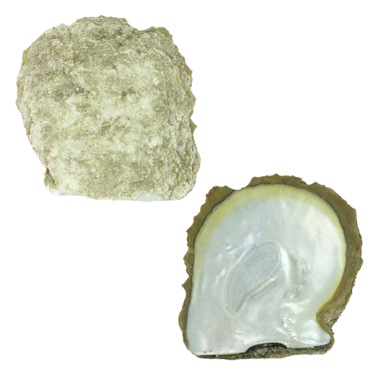 EGTC-A - A WHITE MOTHER OF PEARL - ORGANIC NATURAL - OCEAN SHELL STUDIOS