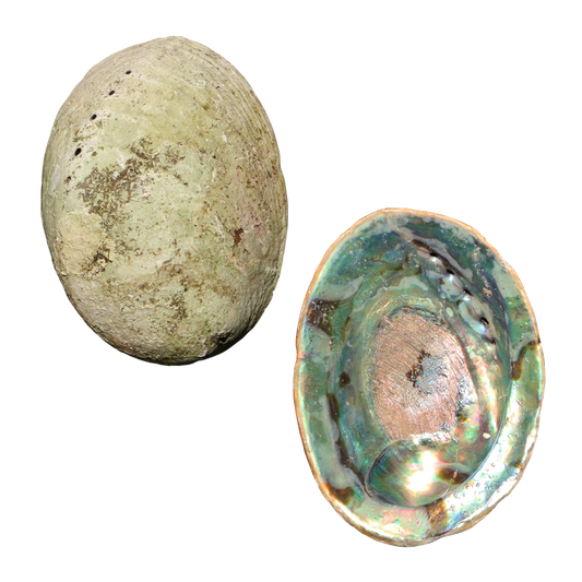 EPJAA250 - Natural Paua PAUA SHELL - JEWELLERY GRADE - ORGANIC NATURAL - OCEAN SHELL STUDIOS
