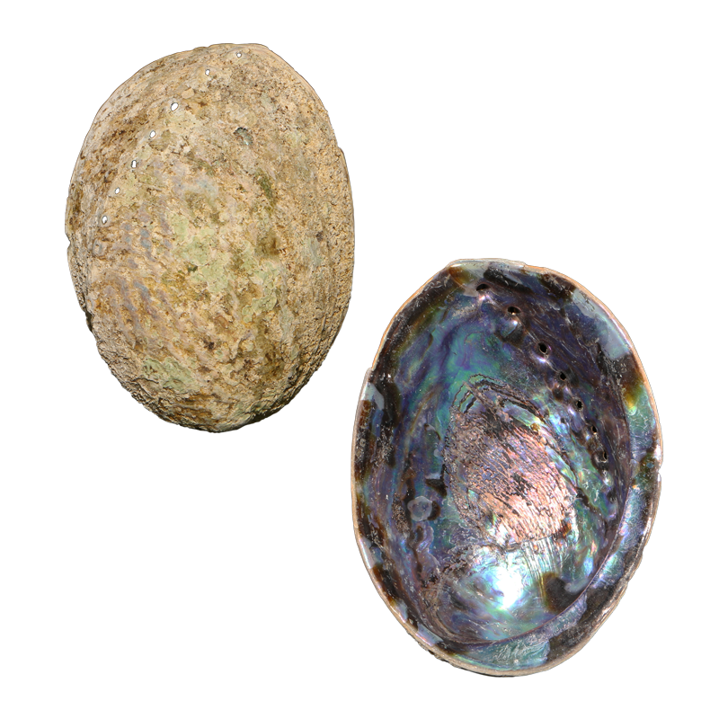EPJTHK - Hand Selected Blue PAUA SHELL - JEWELLERY GRADE - ORGANIC NATURAL - OCEAN SHELL STUDIOS