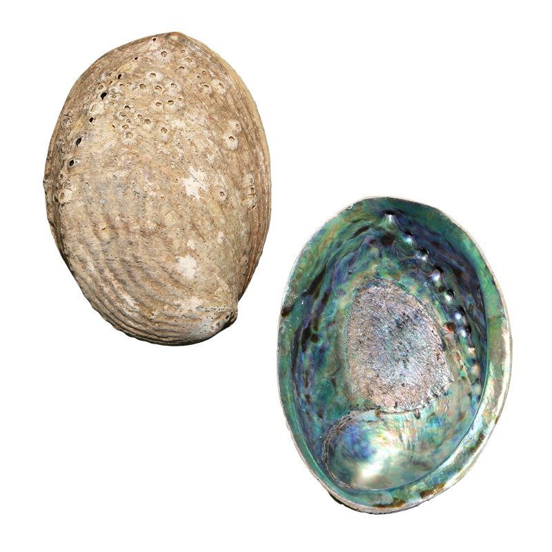 EPSPCS - PAUA SHELL - ORGANIC NATURAL - OCEAN SHELL STUDIOS