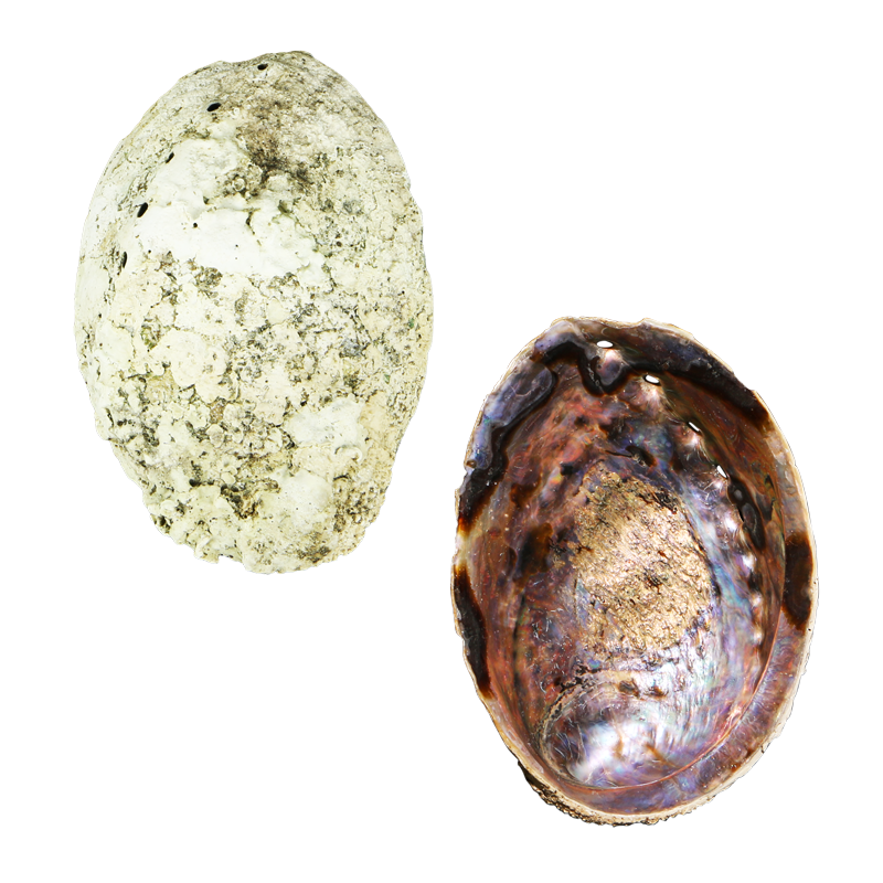 EPSUNK - Sunset Paua Mixed Sizes PAUA SHELL - JEWELLERY GRADE - ORGANIC NATURAL - OCEAN SHELL STUDIOS