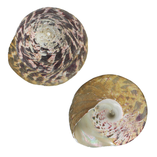 ETP - TROCHUS SHELL - ORGANIC NATURAL - OCEAN SHELL STUDIOS