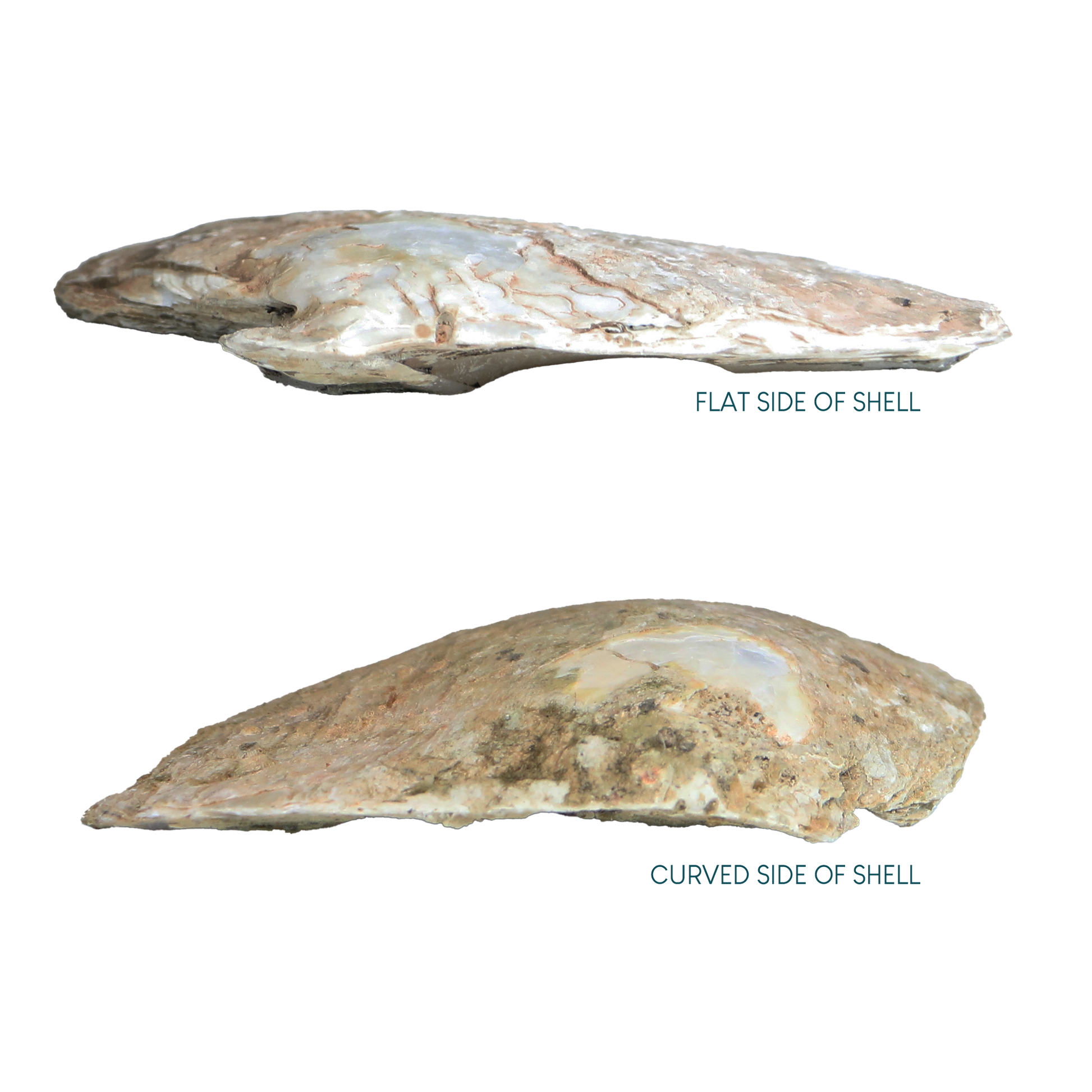 Flat_and_Curved_Side_3621f240-cb10-4da1-8e6a-3b0588748d09 - WHITE MOTHER OF PEARL - ORGANIC NATURAL - OCEAN SHELL STUDIOS