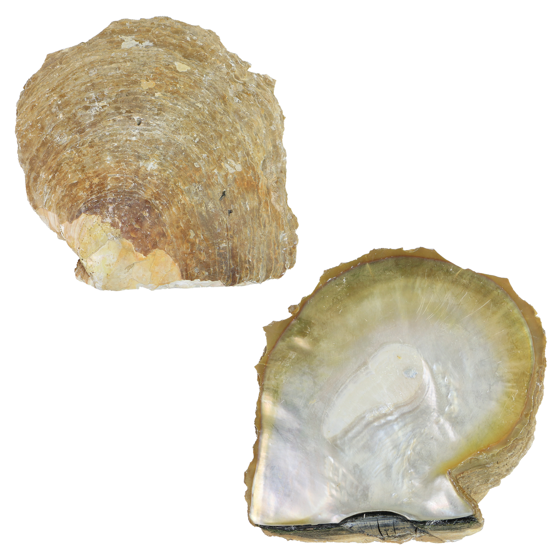 Gold_Mop_Flat - A Flat GOLD MOTHER OF PEARL - ORGANIC NATURAL - OCEAN SHELL STUDIOS
