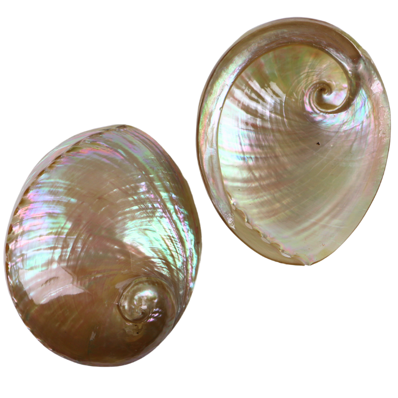PLAGLP - AUSTRALIAN ABALONE SHELL - POLISHED - OCEAN SHELL STUDIOS