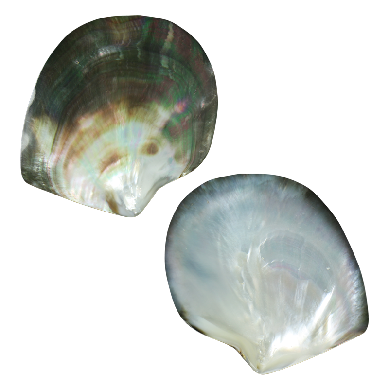 PLBTP - BLACK MOTHER OF PEARL - POLISHED - OCEAN SHELL STUDIOS