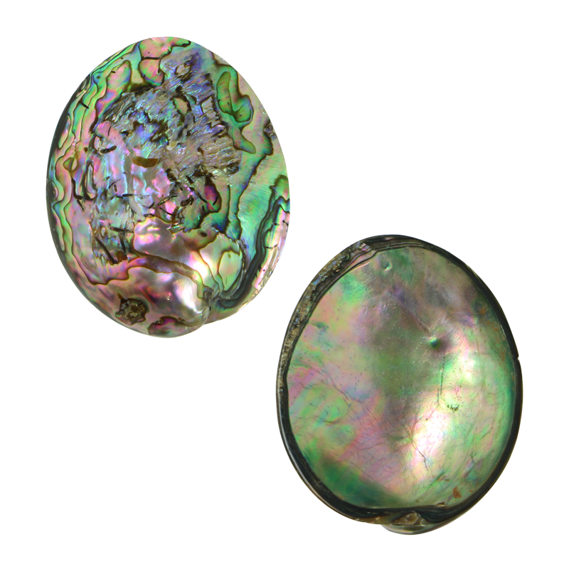 PLPGEM40 - PAUA GEM INDIVIDUAL - POLISHED - OCEAN SHELL STUDIOS