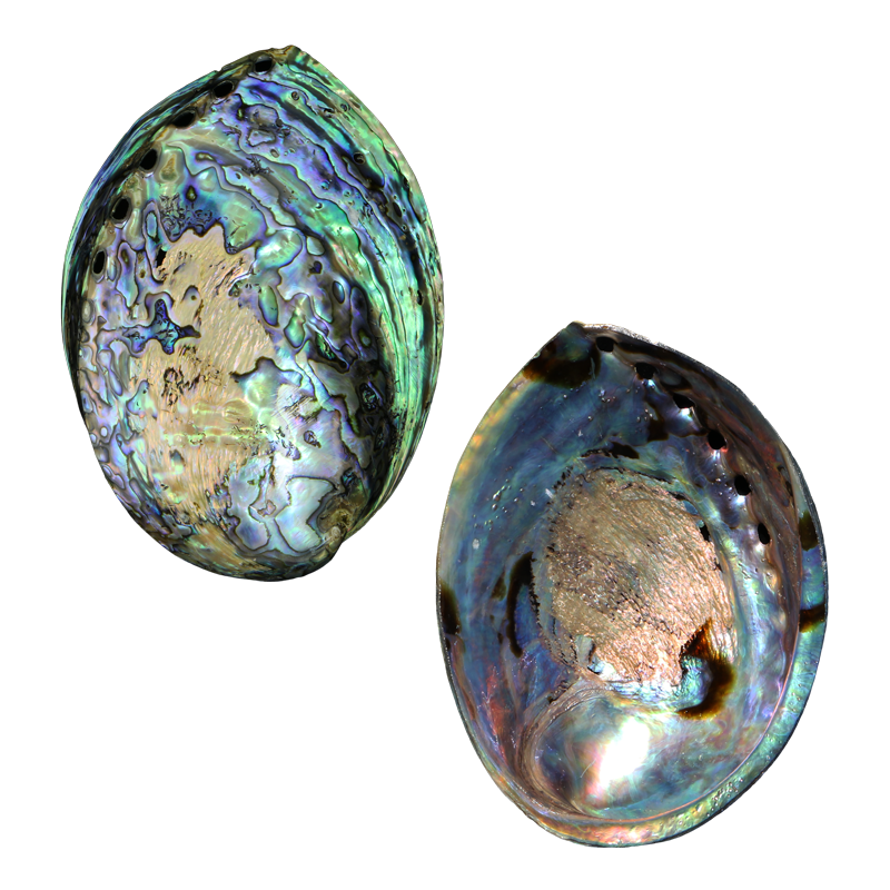 PLPP - Full Polished PAUA SHELL - NZ ABALONE - MIXED STYLES POLISHED - OCEAN SHELL STUDIOS