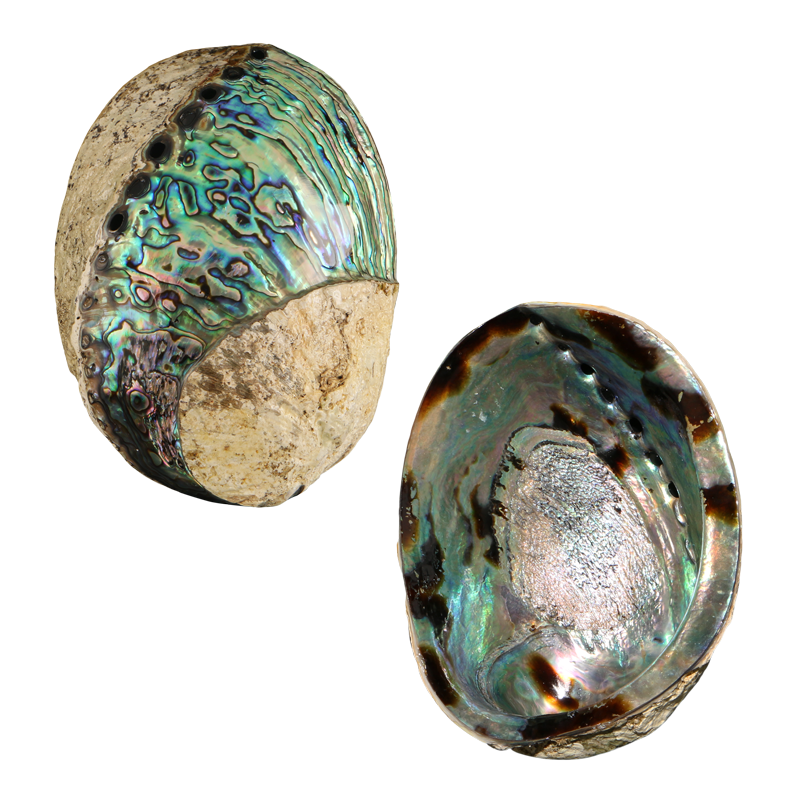 PLPPSK - Spiral Polished PAUA SHELL - NZ ABALONE - MIXED STYLES POLISHED - OCEAN SHELL STUDIOS