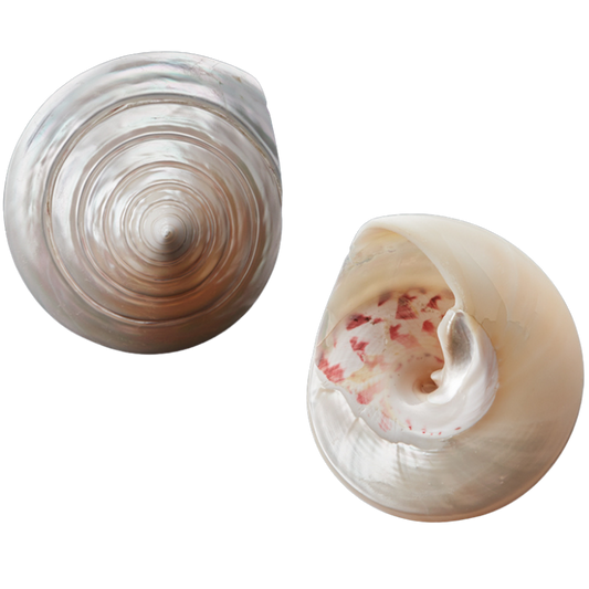 PLTT - White Trochus Full Polished 50-70mm PETITE TROCHUS SHELL - POLISHED - OCEAN SHELL STUDIOS