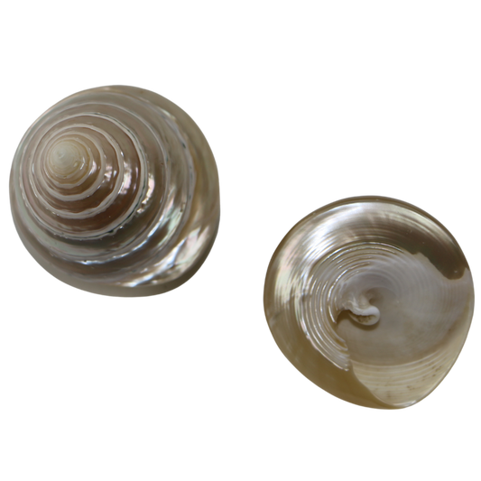 PLTTC - Cream Trochus Full Polished 50-70mm PETITE TROCHUS SHELL - POLISHED - OCEAN SHELL STUDIOS