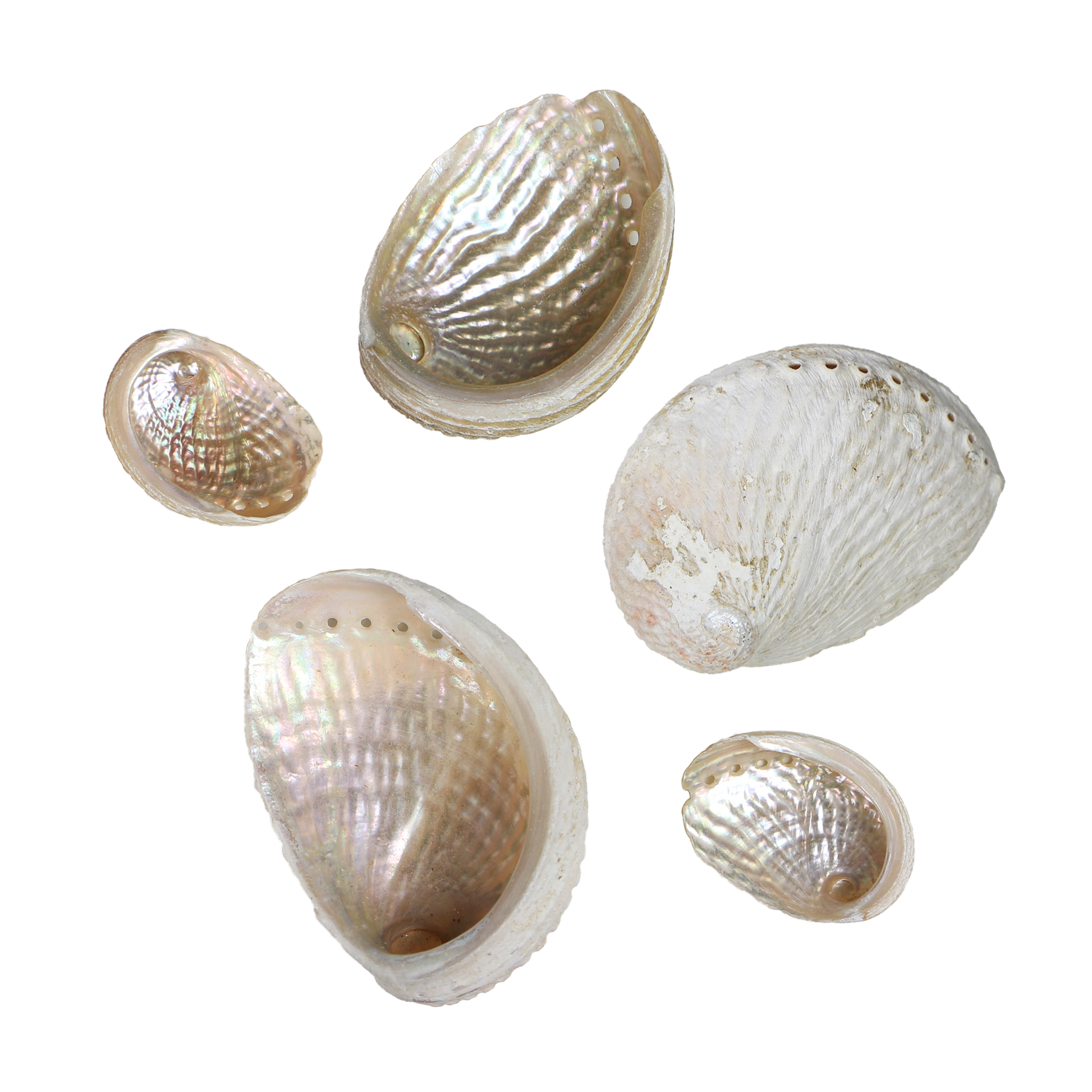 Queenie_Paua_2 - QUEENIE PAUA - ORGANIC NATURAL - OCEAN SHELL STUDIOS