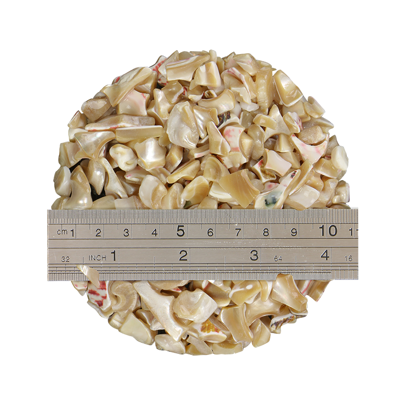 TCHT12_2 - 1kg SHELL TERRAZZO CHIP - TROCHUS 10-15MM - OCEAN SHELL STUDIOS