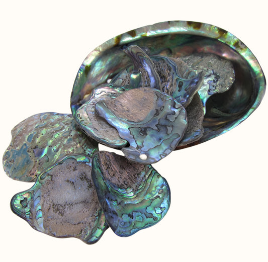 TPSXL_2 - PAUA SATIN X-LARGE - OCEAN SHELL STUDIOS