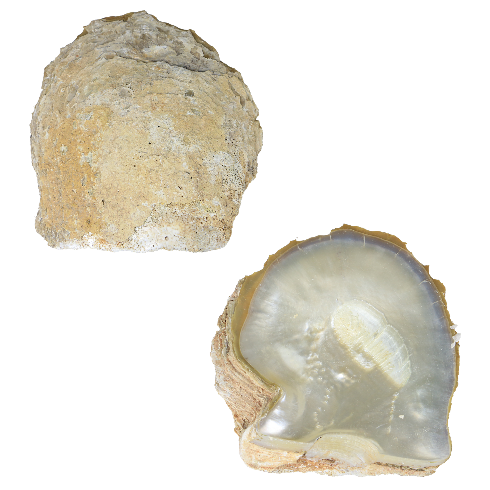 White_MOP_B_grade - B Mixed WHITE MOTHER OF PEARL - ORGANIC NATURAL - OCEAN SHELL STUDIOS