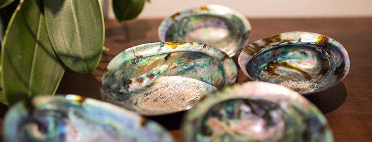 Retail Paua Shell