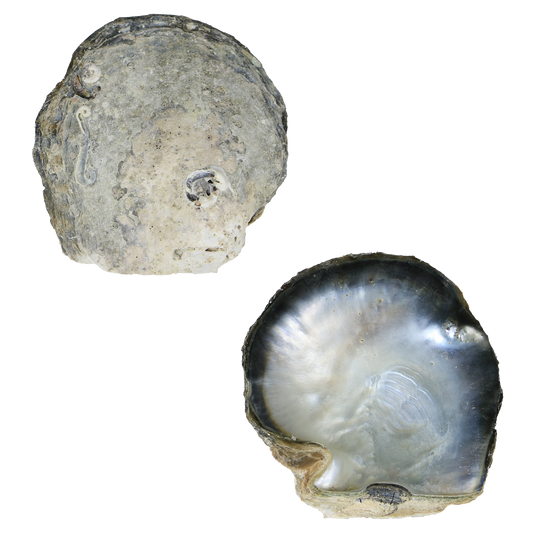 Black_MOP_B_grade - B BLACK MOTHER OF PEARL - ORGANIC NATURAL - OCEAN SHELL STUDIOS