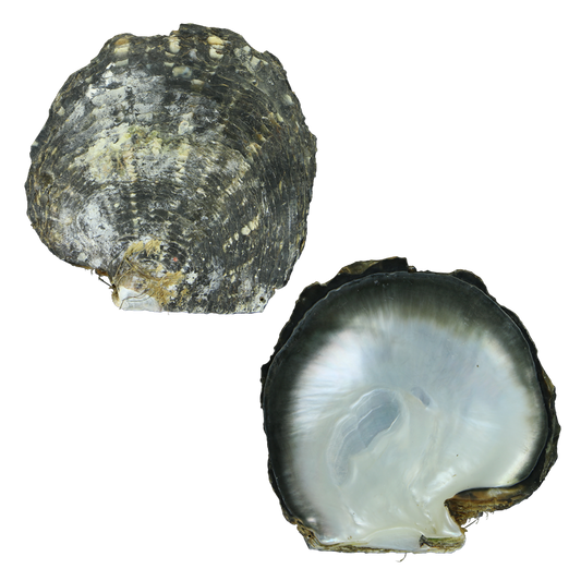 EBSPC200-A - A BLACK MOTHER OF PEARL - ORGANIC NATURAL - OCEAN SHELL STUDIOS