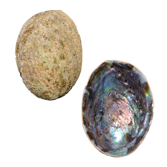 EPJTHK - Hand Selected Blue PAUA SHELL - JEWELLERY GRADE - ORGANIC NATURAL - OCEAN SHELL STUDIOS