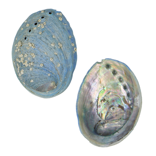 EPJV_1 - FARMED MINI PAUA - ORGANIC NATURAL - OCEAN SHELL STUDIOS