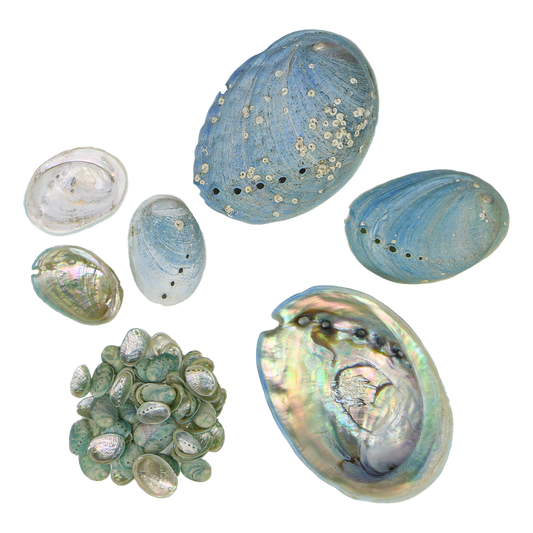 EPJV_2 - FARMED MINI PAUA - ORGANIC NATURAL - OCEAN SHELL STUDIOS