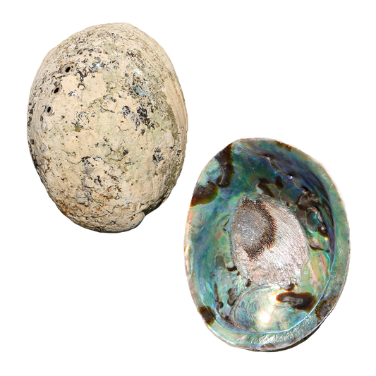 EPPCS - PAUA SHELL - ORGANIC NATURAL - OCEAN SHELL STUDIOS
