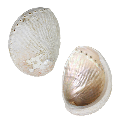 EPQ25K - QUEENIE PAUA - ORGANIC NATURAL - OCEAN SHELL STUDIOS