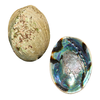 EPSCS - PAUA SHELL - ORGANIC NATURAL - OCEAN SHELL STUDIOS