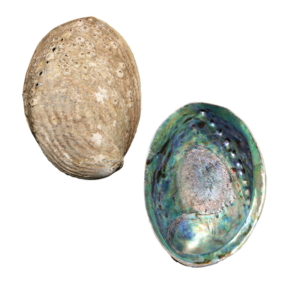 EPSPCS - PAUA SHELL - ORGANIC NATURAL - OCEAN SHELL STUDIOS
