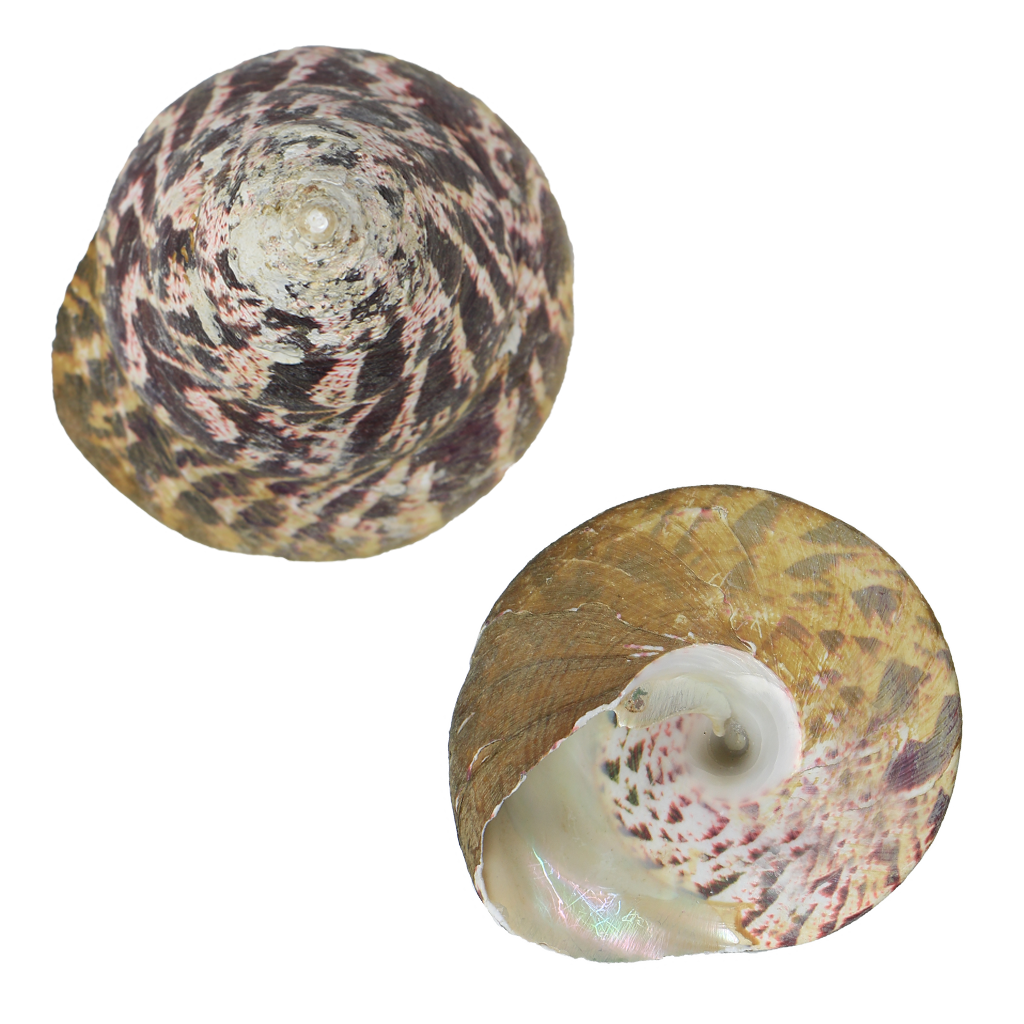 ETP - TROCHUS SHELL - ORGANIC NATURAL - OCEAN SHELL STUDIOS