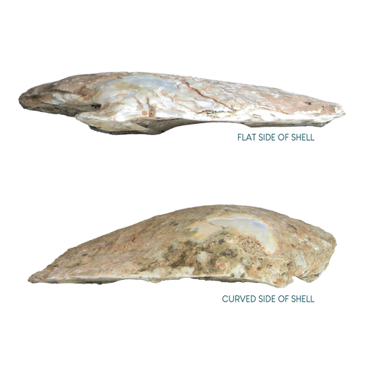 Flat_and_Curved_Side_3621f240-cb10-4da1-8e6a-3b0588748d09 - WHITE MOTHER OF PEARL - ORGANIC NATURAL - OCEAN SHELL STUDIOS