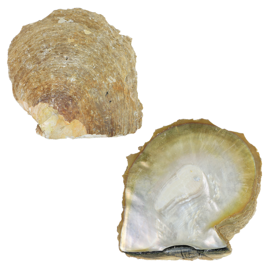 Gold_Mop_Flat - A Flat GOLD MOTHER OF PEARL - ORGANIC NATURAL - OCEAN SHELL STUDIOS