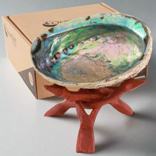 NNPWS - Natural Shell SOUL SHELL - PREMIUM NATURAL SHELL WITH STAND - OCEAN SHELL STUDIOS