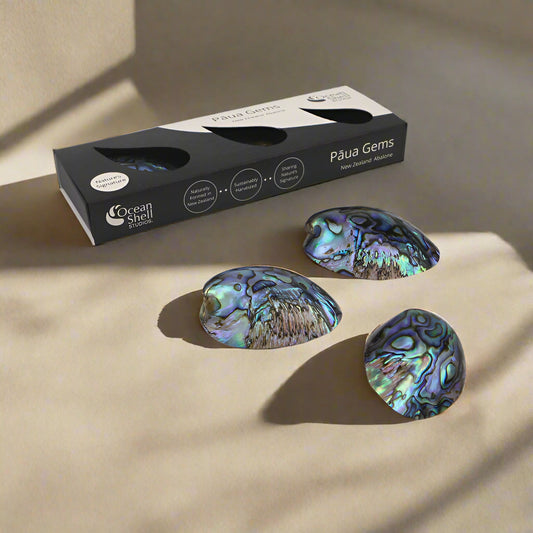 NPG - PAUA GEMS IN GIFT BOX - OCEAN SHELL STUDIOS