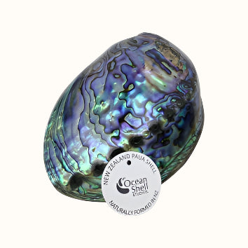 NPL - Premium 120-150mm (5"-6") PAUA SHELL WITH STORY - OCEAN SHELL STUDIOS