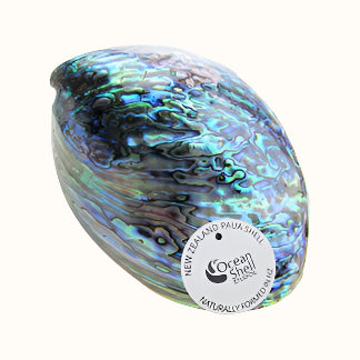 NPS - Supreme 150-165mm (6"-6.5") PAUA SHELL WITH STORY - OCEAN SHELL STUDIOS