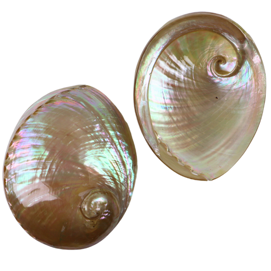 PLAGLP - AUSTRALIAN ABALONE SHELL - POLISHED - OCEAN SHELL STUDIOS
