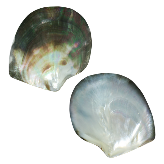 PLBTP - BLACK MOTHER OF PEARL - POLISHED - OCEAN SHELL STUDIOS