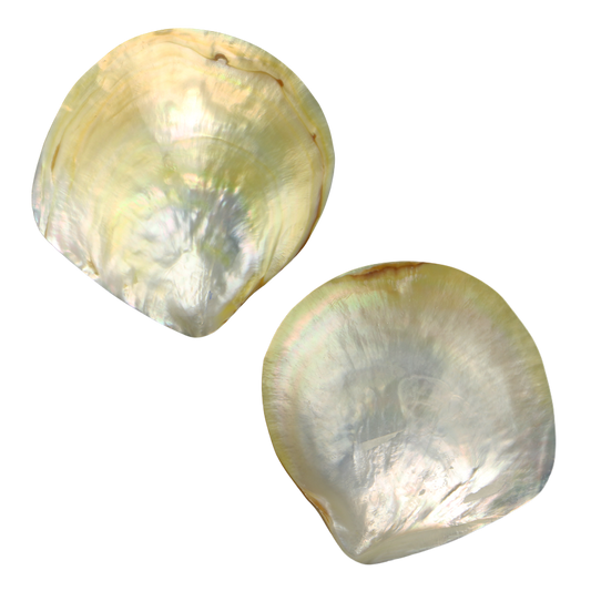 PLGTB - Gold MOP Full Polished MOTHER OF PEARL - POLISHED - OCEAN SHELL STUDIOS