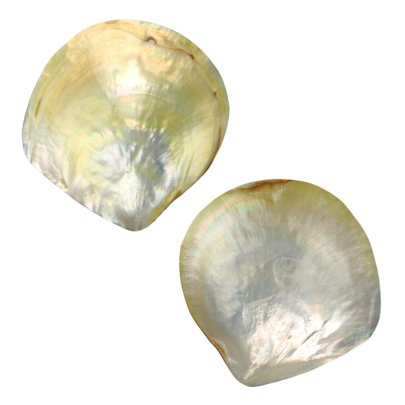 PLGTB - Gold MOP Full Polished MOTHER OF PEARL - POLISHED - OCEAN SHELL STUDIOS