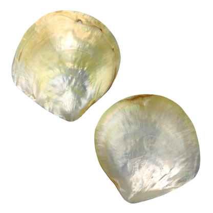 PLGTB - Gold MOP Full Polished MOTHER OF PEARL - POLISHED - OCEAN SHELL STUDIOS