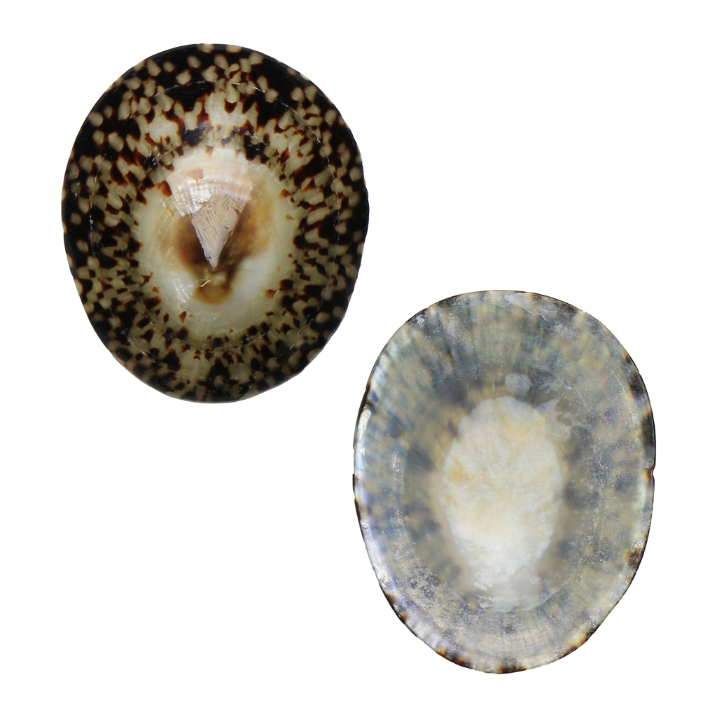 PLLL - Limpet Full Polished Large 55-65mm (2.2-2.6") LIMPET SHELL - POLISHED - OCEAN SHELL STUDIOS