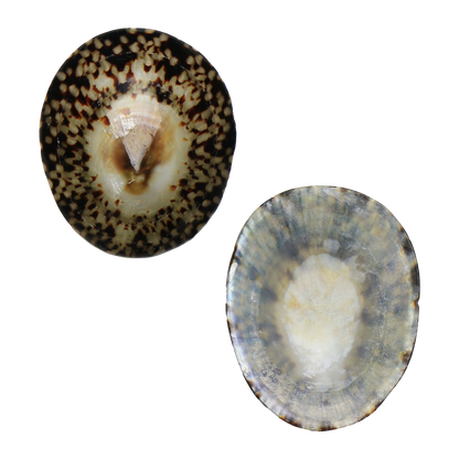 PLLL - Limpet Full Polished Large 55-65mm (2.2-2.6") LIMPET SHELL - POLISHED - OCEAN SHELL STUDIOS