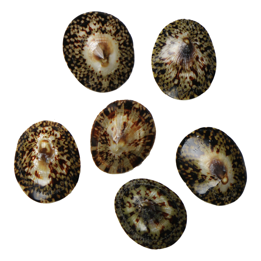 PLLS - Limpet Full Polished Small 45-50mm (1.8-2.0") LIMPET SHELL - POLISHED - OCEAN SHELL STUDIOS