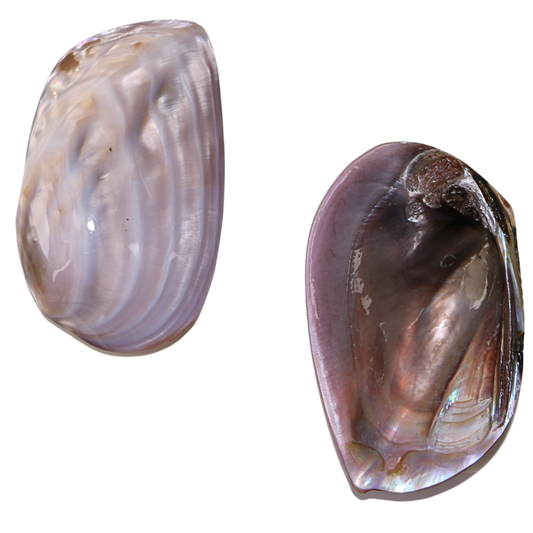 PLPBC - Pink Bank Climber Full Polished 100-140mm (4-5.5") PINK BANK CLIMBER - POLISHED - OCEAN SHELL STUDIOS